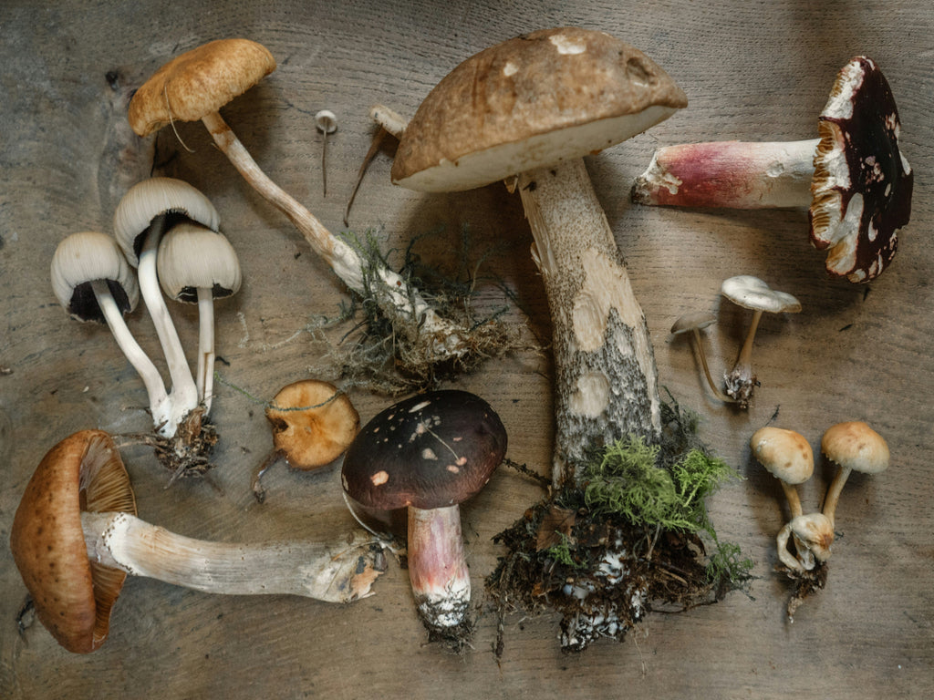 Wild mushrooms displayed flat on a wooden table looking freshly picked with dirt and moss still around the stems